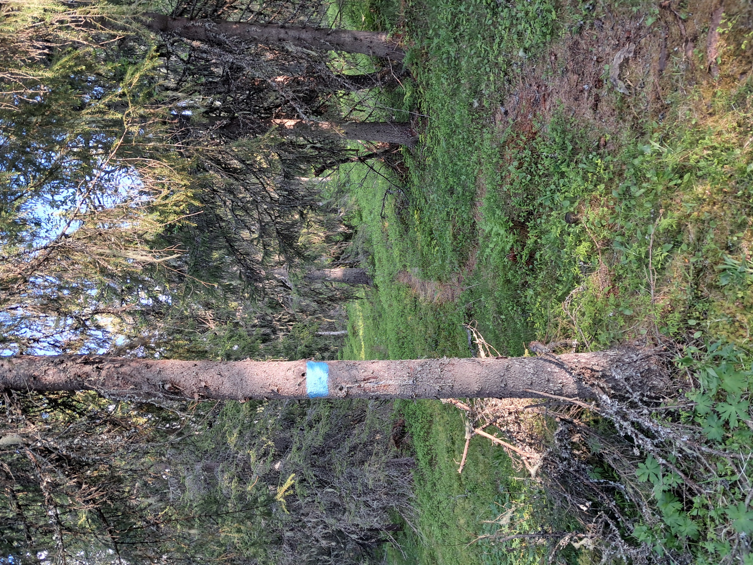 Korrekt merking av stier