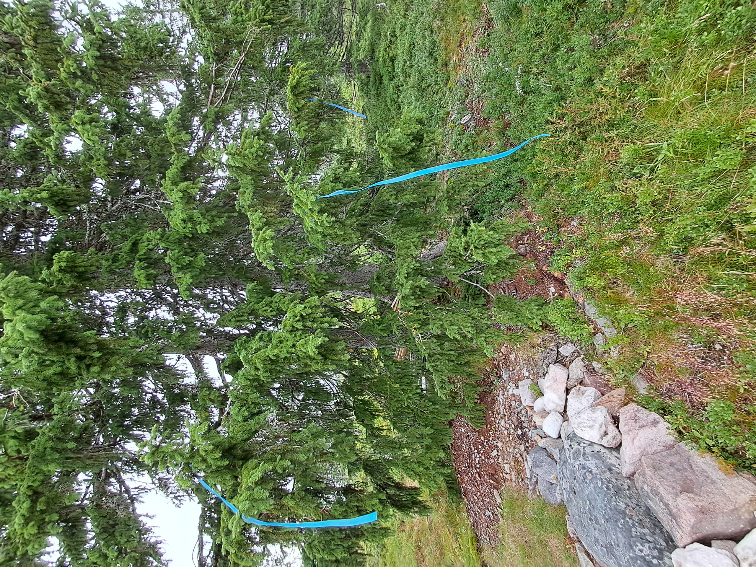 Oversikt innmeldte ønsker hogst-26