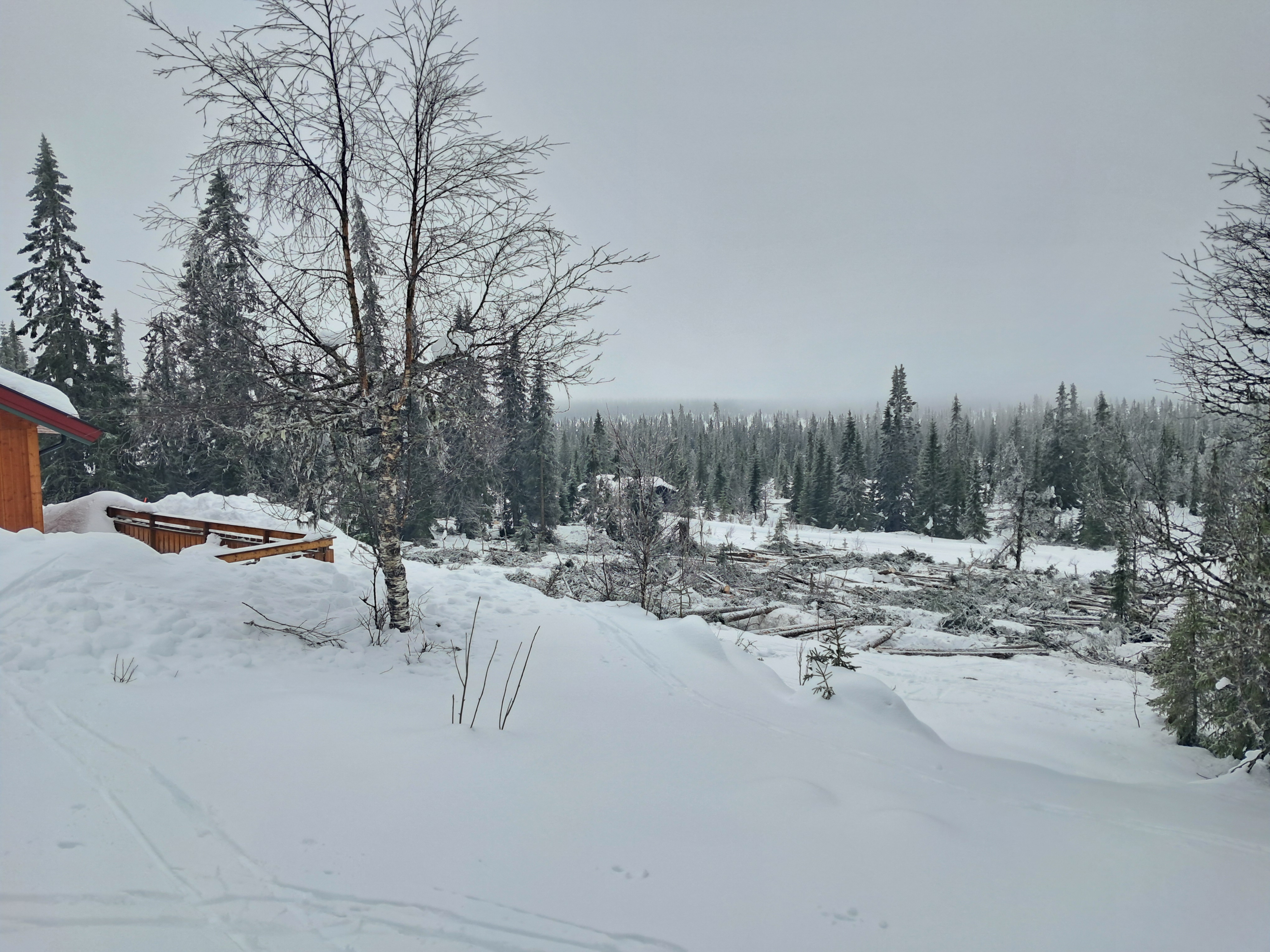 Artikkelbilde til artikkelen Opprydding etter hogsten?