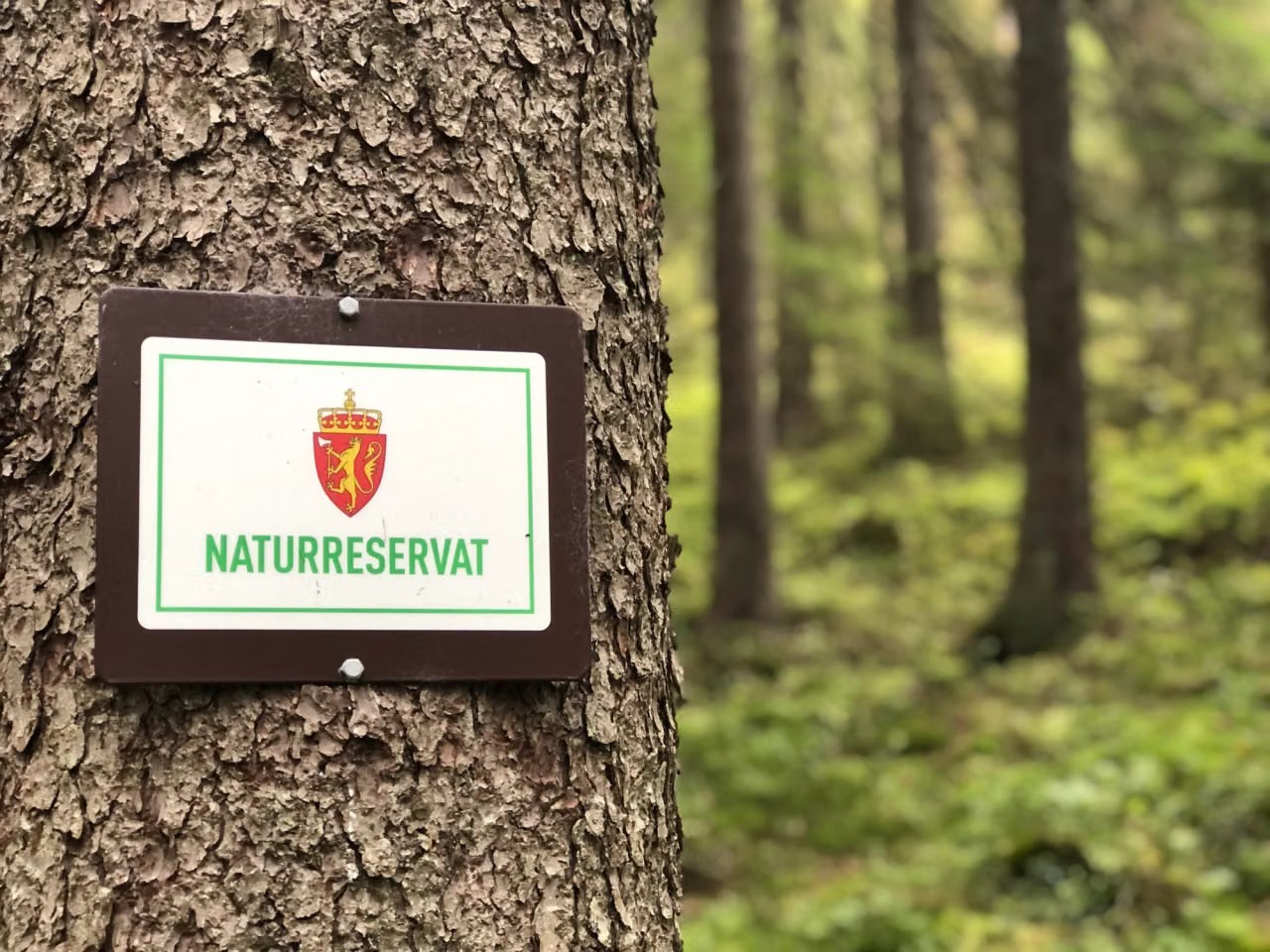 Artikkelbilde til artikkelen Mulig vern av skog i Villroa
