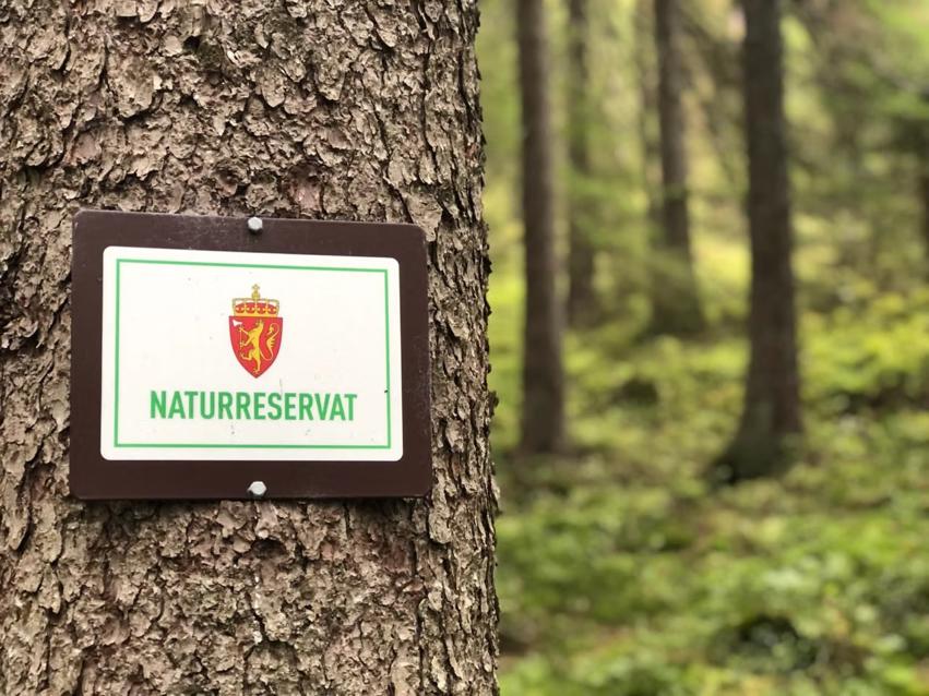 Mulig vern av skog i Villroa